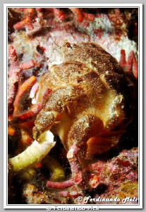 Dromia personata (Crab). by Ferdinando Meli 